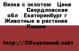 Вязка с экзотом › Цена ­ 3 000 - Свердловская обл., Екатеринбург г. Животные и растения » Кошки   
